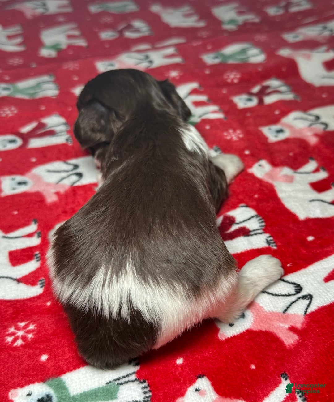 Yorkiepoo dogs for sale: Teddy - Ad 4