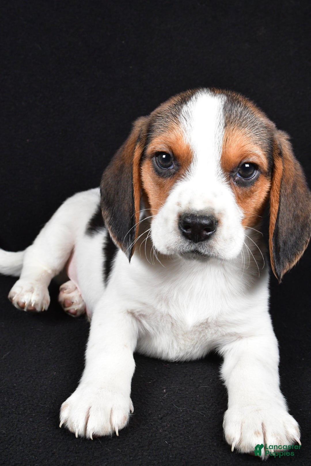 Beagle dogs for sale: Ace - Ad 4