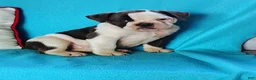 Olde English Bulldogge dogs for sale: Sport - Ad 2