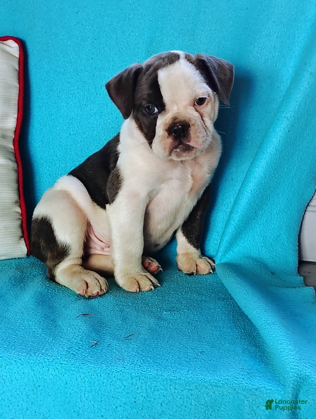 Olde English Bulldogge dogs for sale: Sport - Ad 2