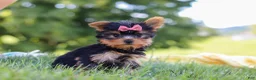 Yorkshire Terrier dogs for sale: Lila - Ad 4