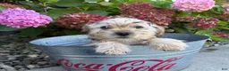 Shorkie dogs for sale: Ace - Ad 4