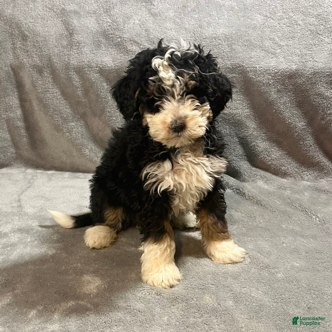 Mini Bernedoodle dogs for sale: Emily - Ad 2