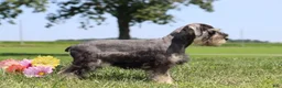 Miniature Schnauzer dogs for sale: Tonya - Ad 3