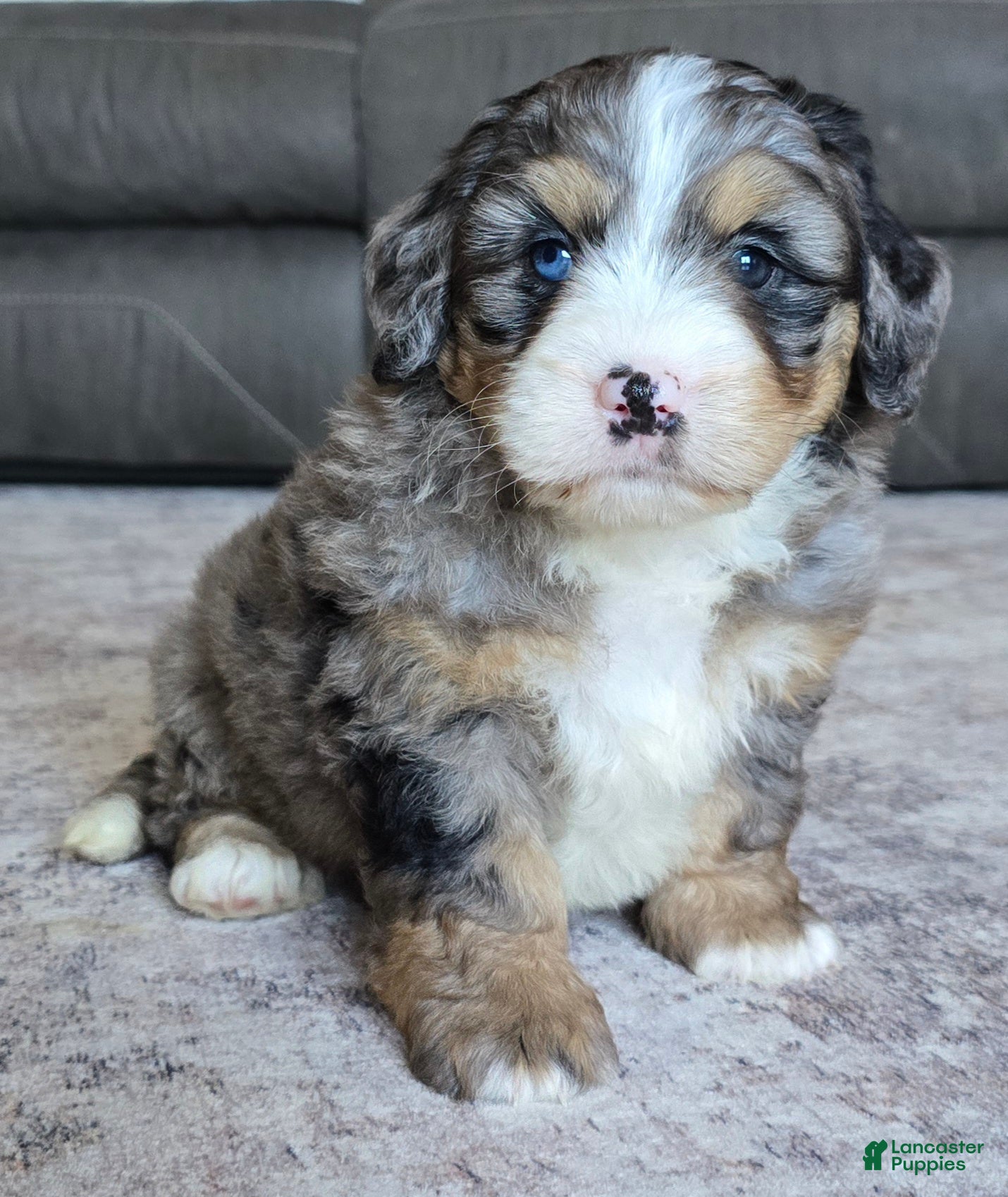Mini Bernedoodle dogs Mini Bella - Ad 2