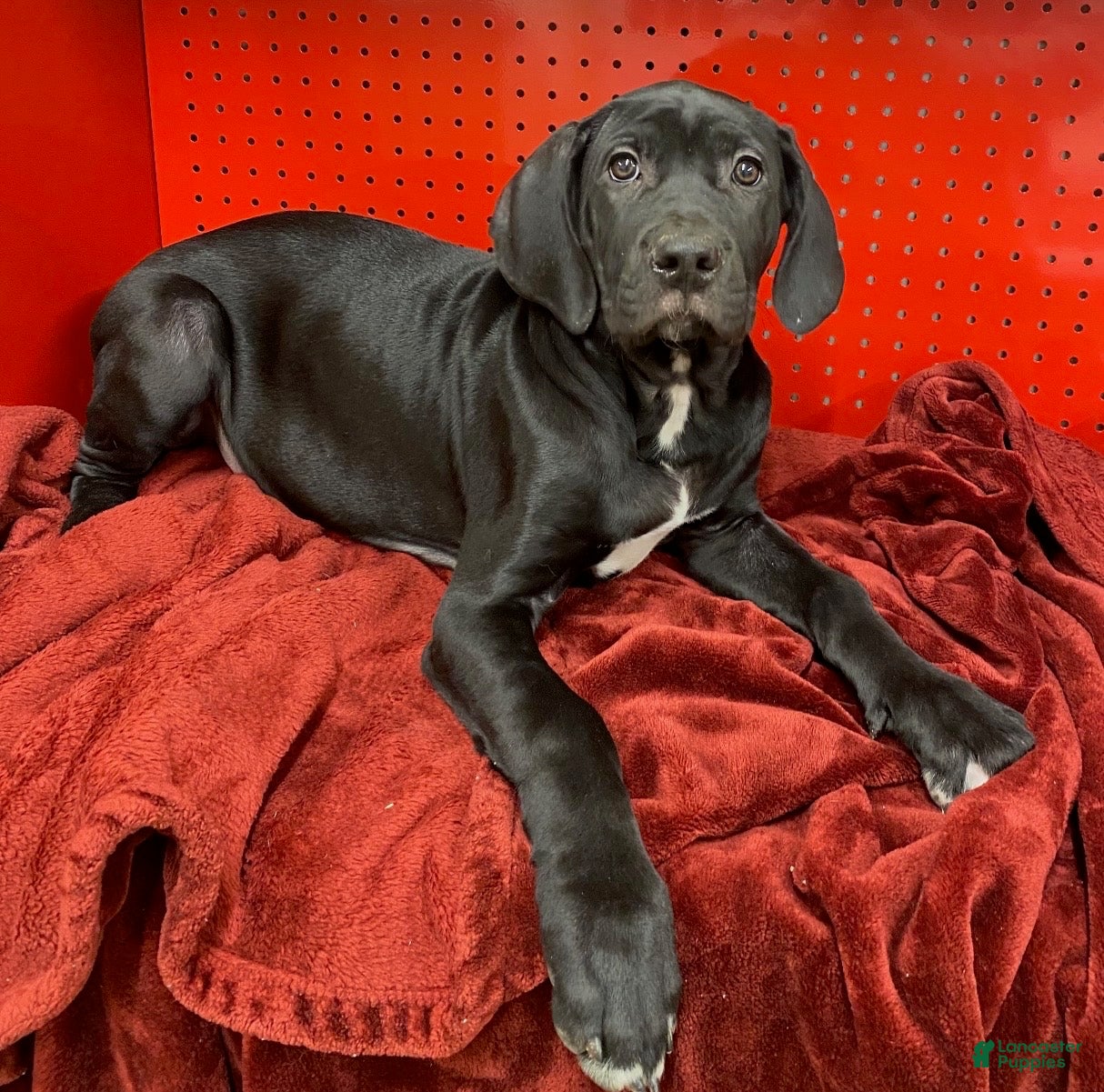 Cane Corso dogs Cane Corso Puppy 2 - Ad 19