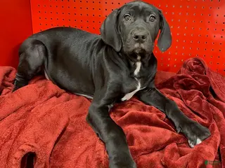 Cane Corso dogs Cane Corso Puppy 2 - Ad 17