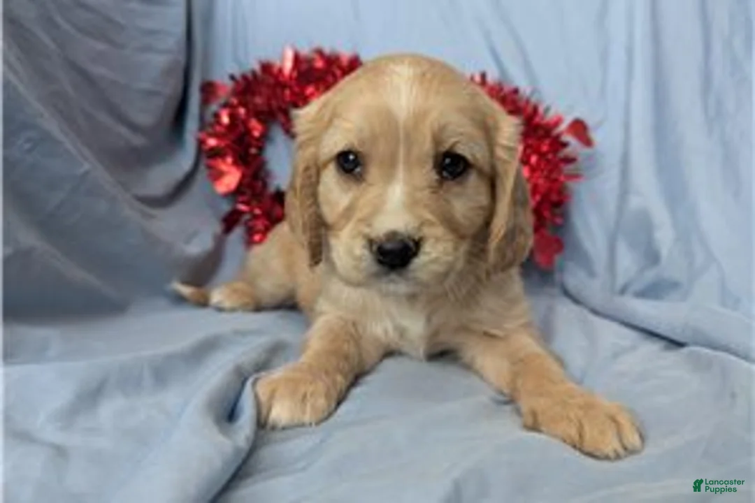 Mixed Breed dogs for sale: Rose - Ad 1