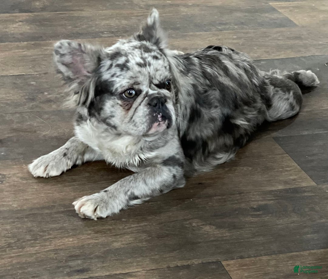 Gallery Image {{count}}