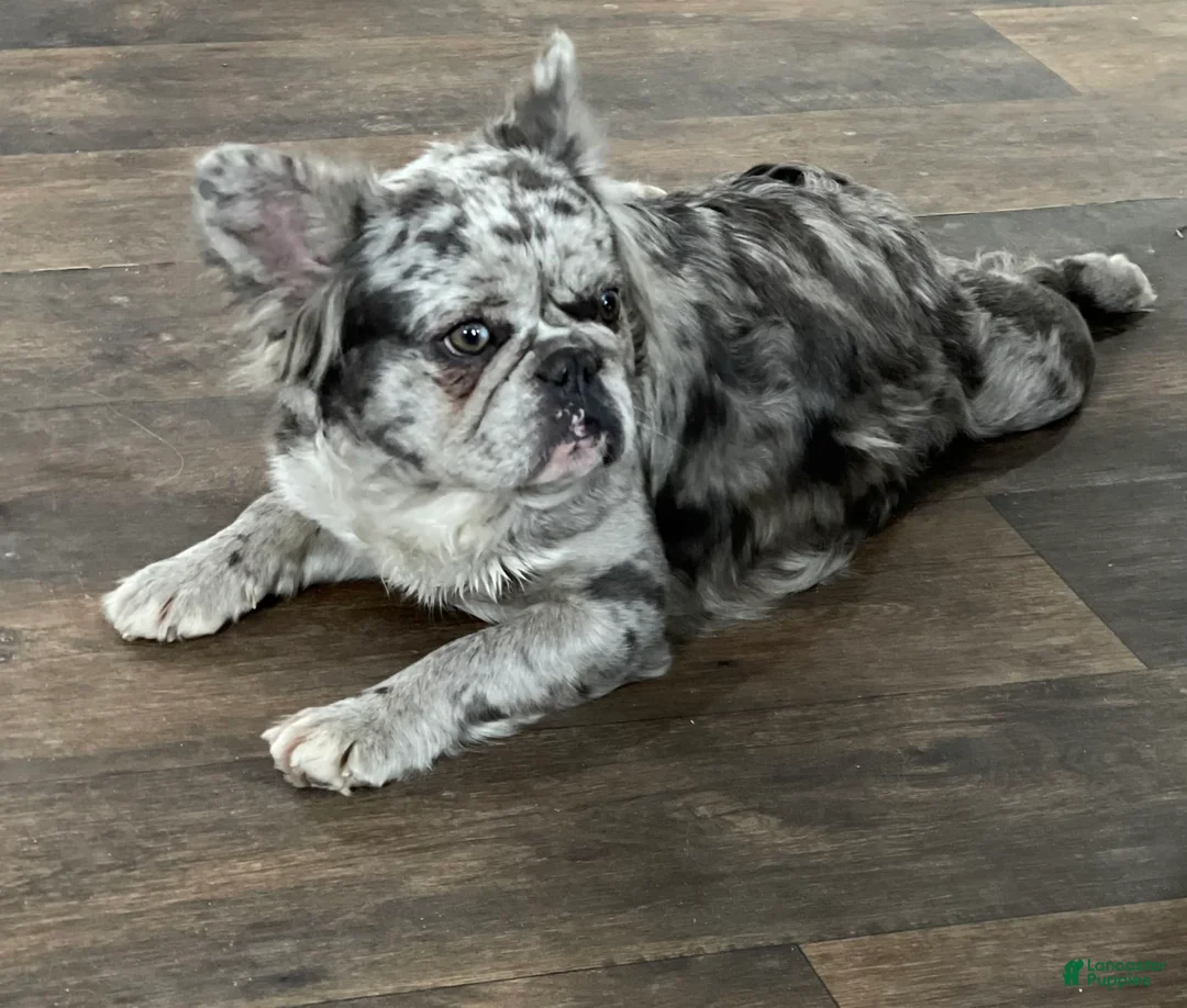 Gallery Image {{count}}