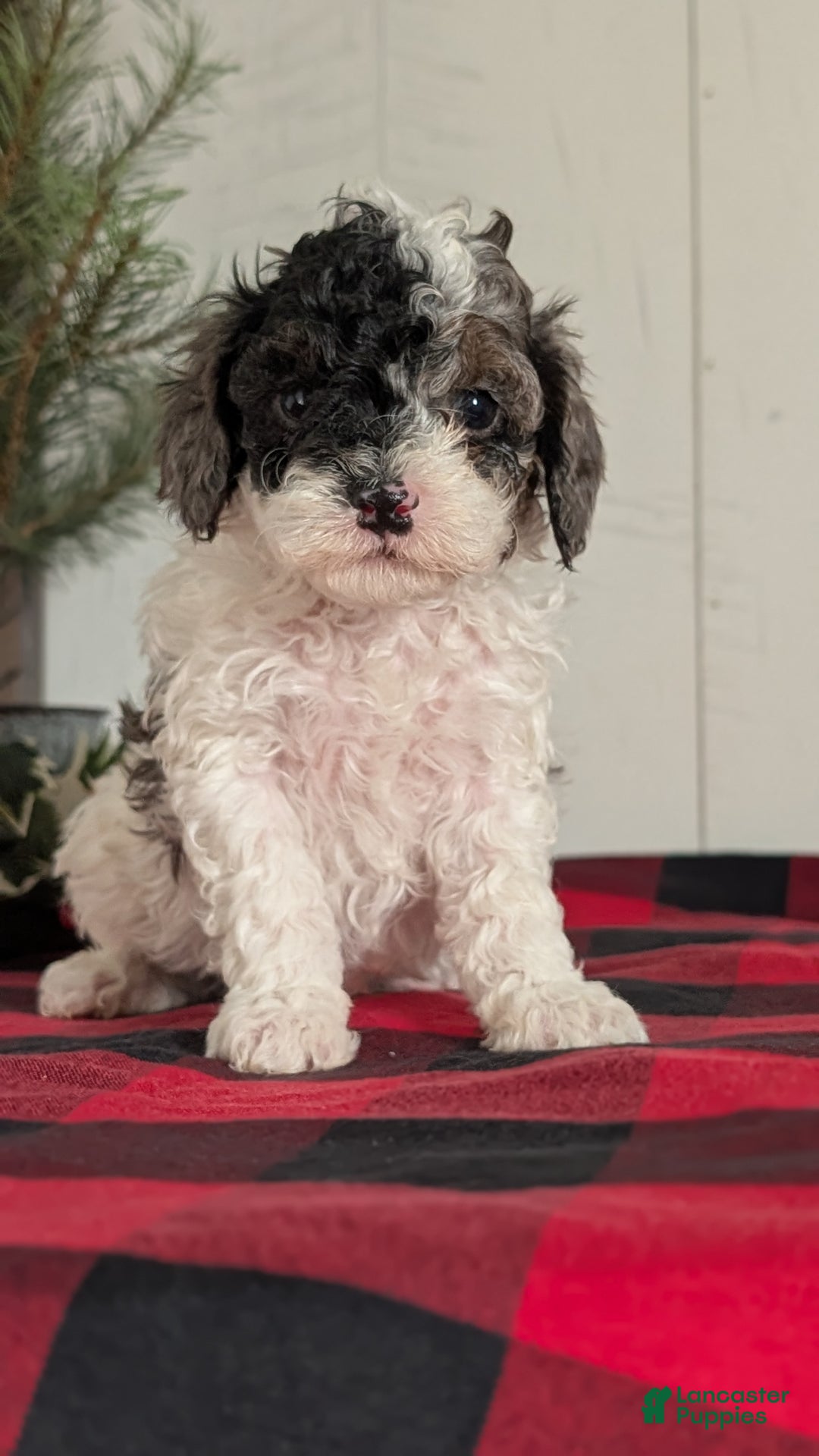 Cockapoo dogs for sale: Saint - Ad 10