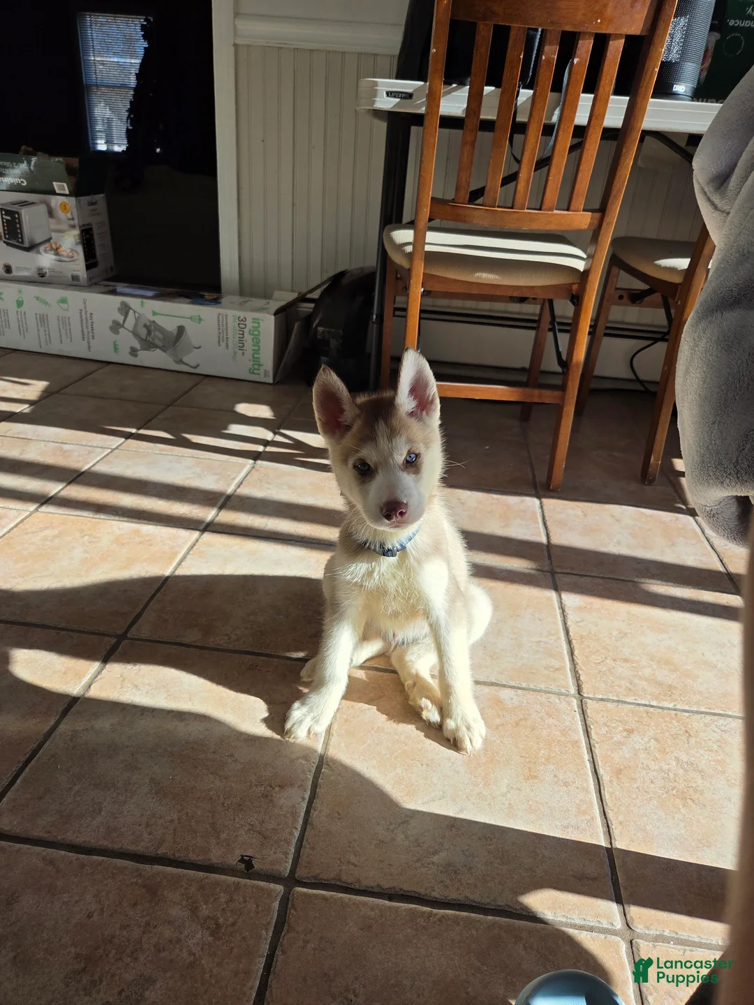 Siberian Husky dogs for sale: Skylo - Ad 1