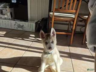 Siberian Husky dogs Skylo - Ad 17