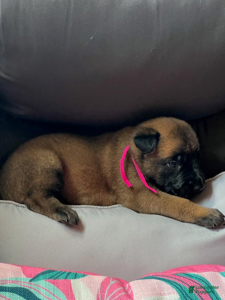 Belgian Malinois dogs Girl 1 - Ad 1