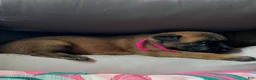 Belgian Malinois dogs for sale: Girl 1 - Ad 1