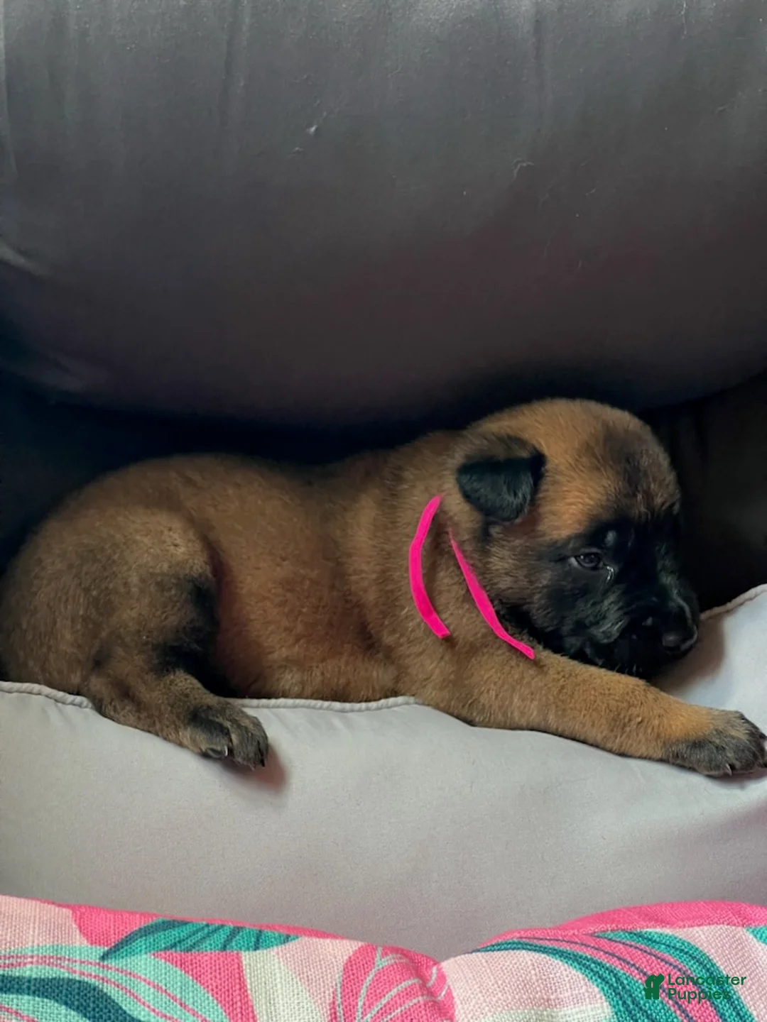Belgian Malinois dogs for sale: Girl 1 - Ad 1