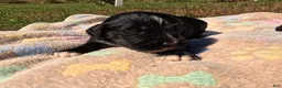 Bernedoodle dogs for sale: Abby - Ad 6
