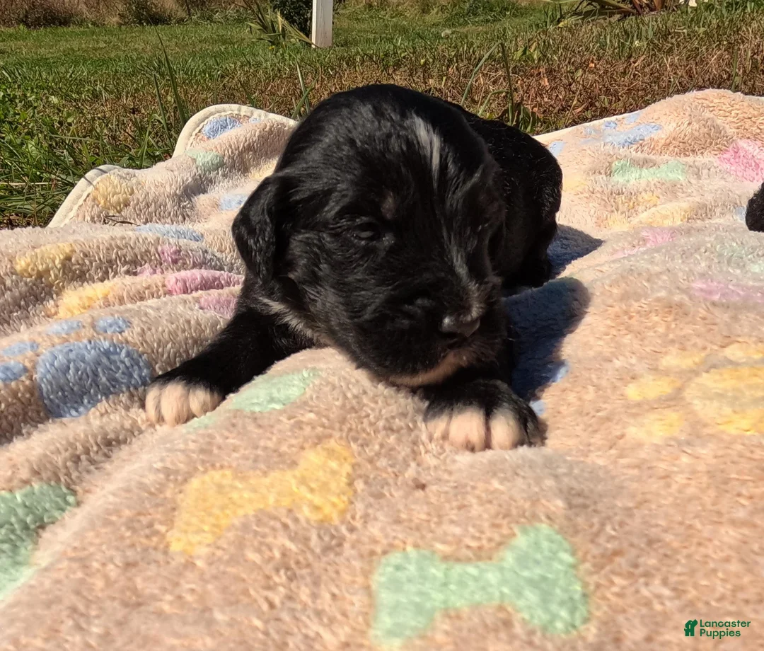 Bernedoodle dogs for sale: Abby - Ad 6