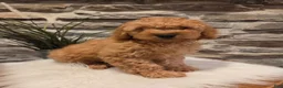 Mini Goldendoodle dogs for sale: BLAZE - Mini Goldendoodle Fluffy Puppy - Ad 5