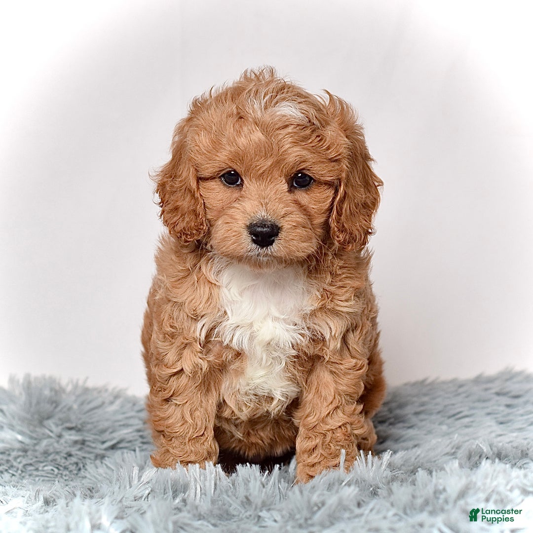 Cavapoo dogs for sale: Ms. Lexi - Ad 7