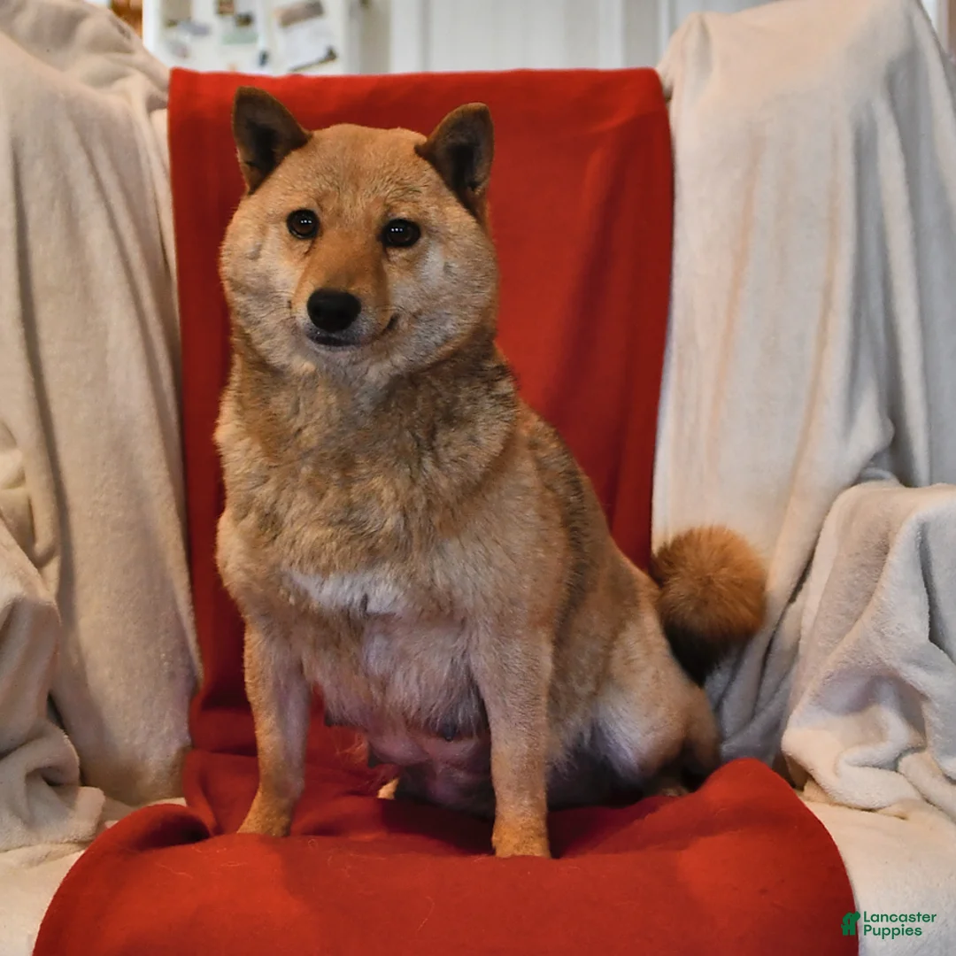 Shiba Inu dogs for sale: Riley Jake - Ad 16