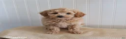 Mixed Breed dogs for sale: Lulu  - Ad 3