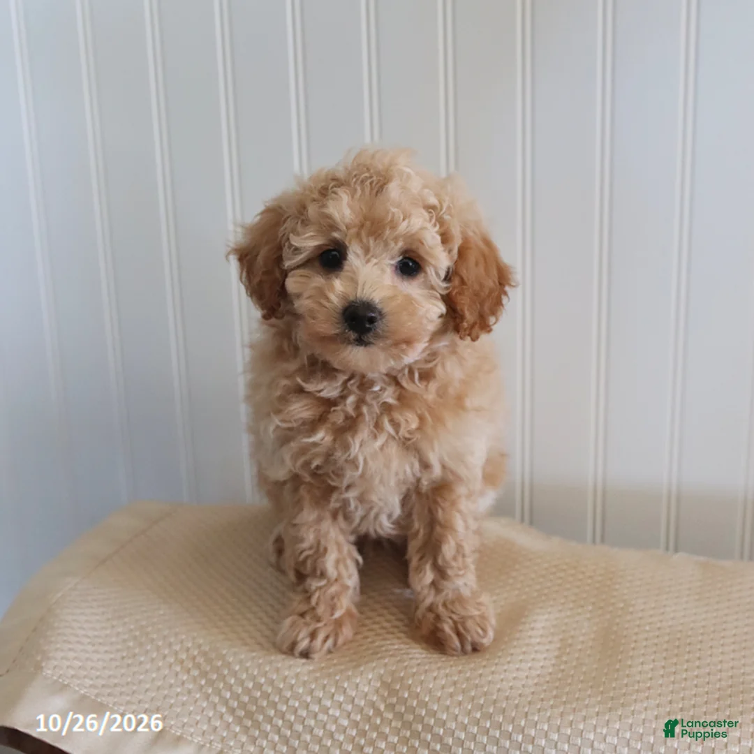 Mixed Breed dogs for sale: Lulu  - Ad 3
