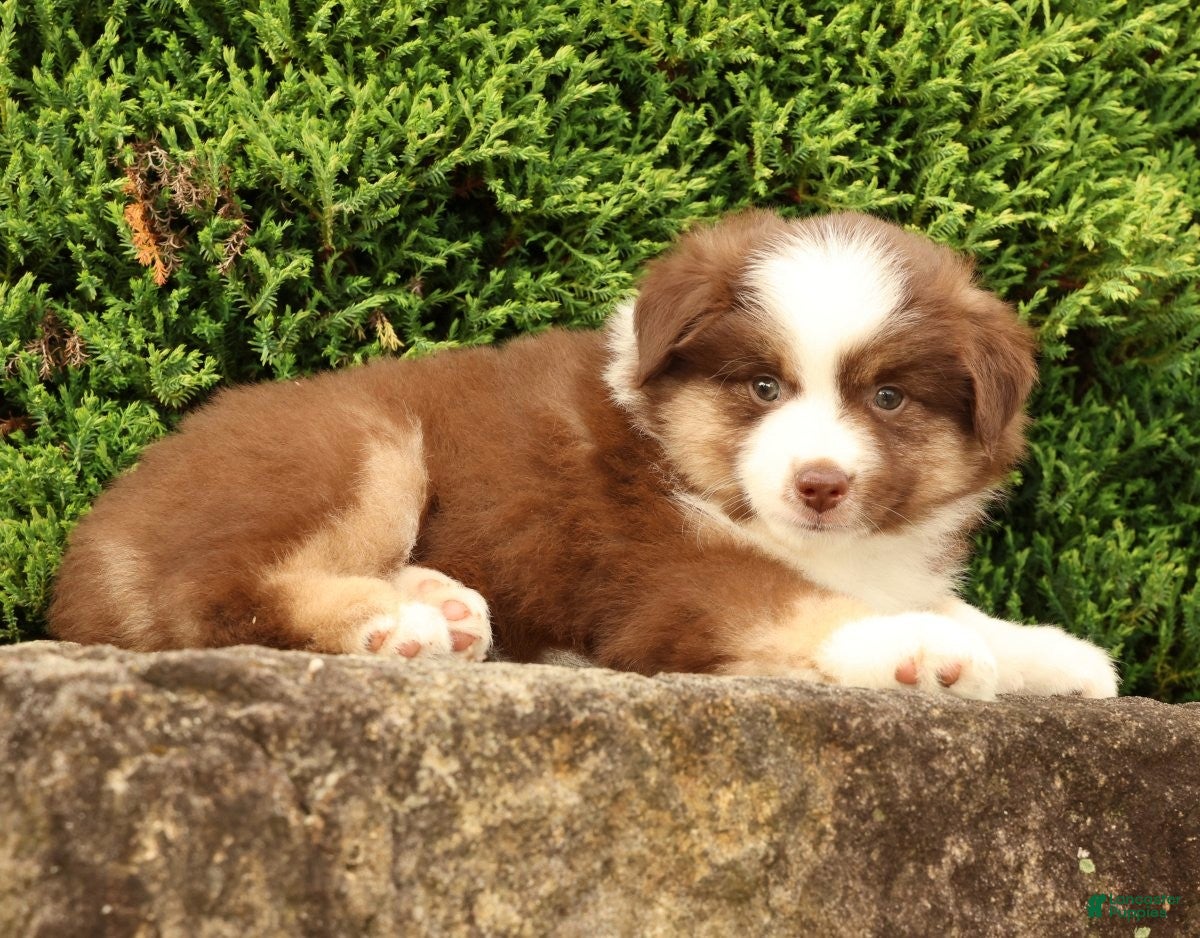 Miniature Australian Shepherd dogs Farley - Ad 1