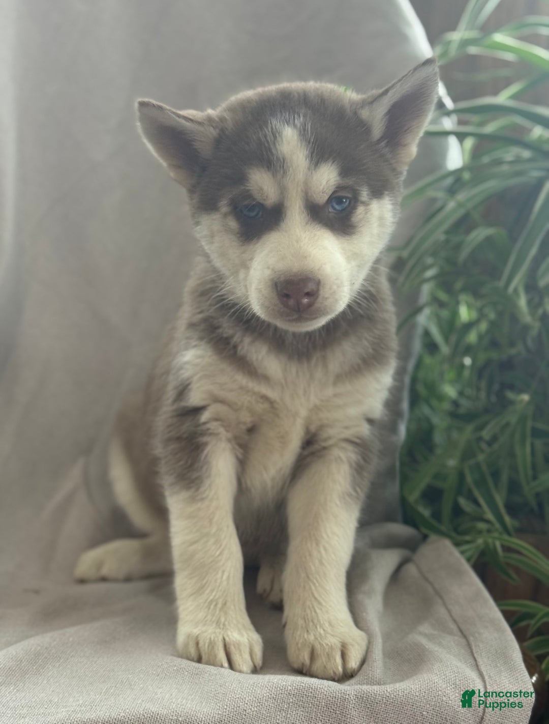 Siberian Husky dogs for sale: Leo - Ad 9