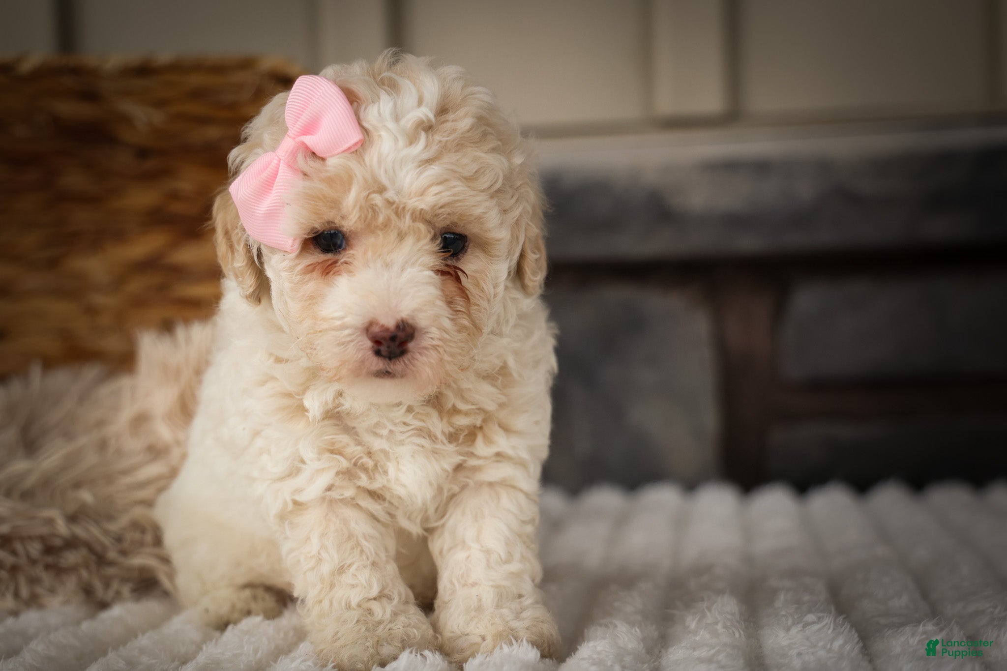 Miniature Poodle dogs Jett 🐾  - Ad 1