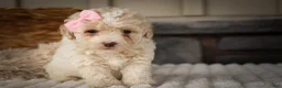 Miniature Poodle dogs for sale: Jett 🐾  - Ad 1