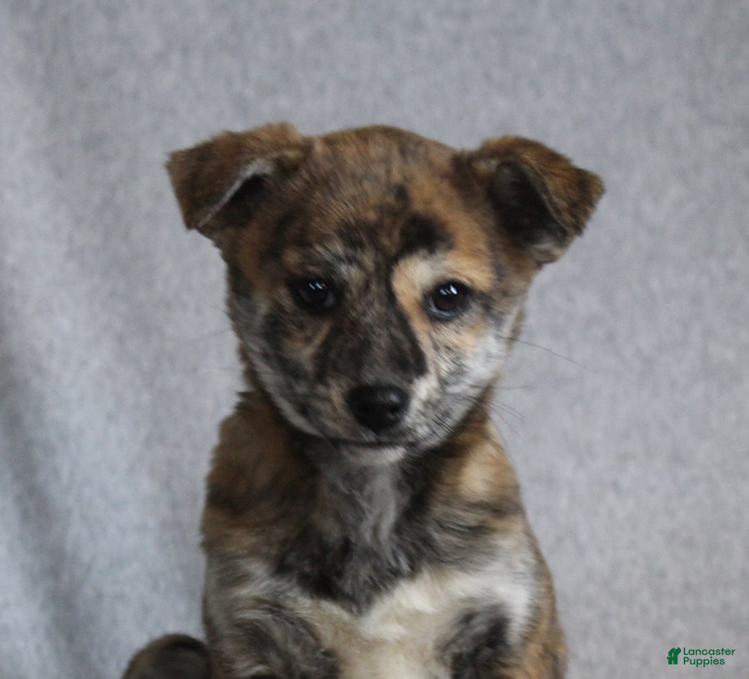 Mixed Breed dogs for sale: Luna - Ad 3