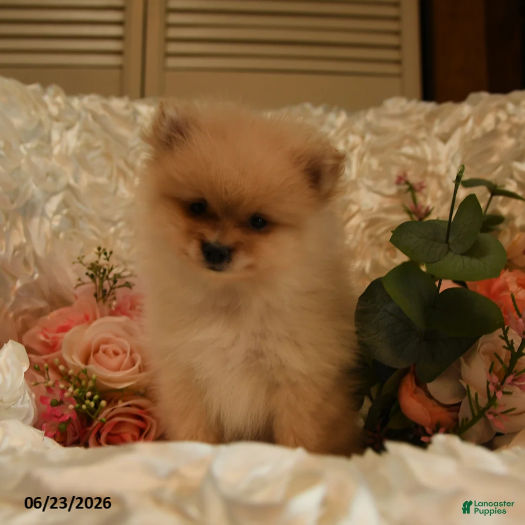 Pomeranian dogs for sale: Pickwick - Ad 1