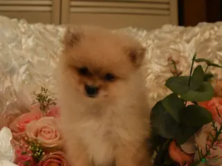 Pomeranian dogs for sale: Pickwick - Ad 1