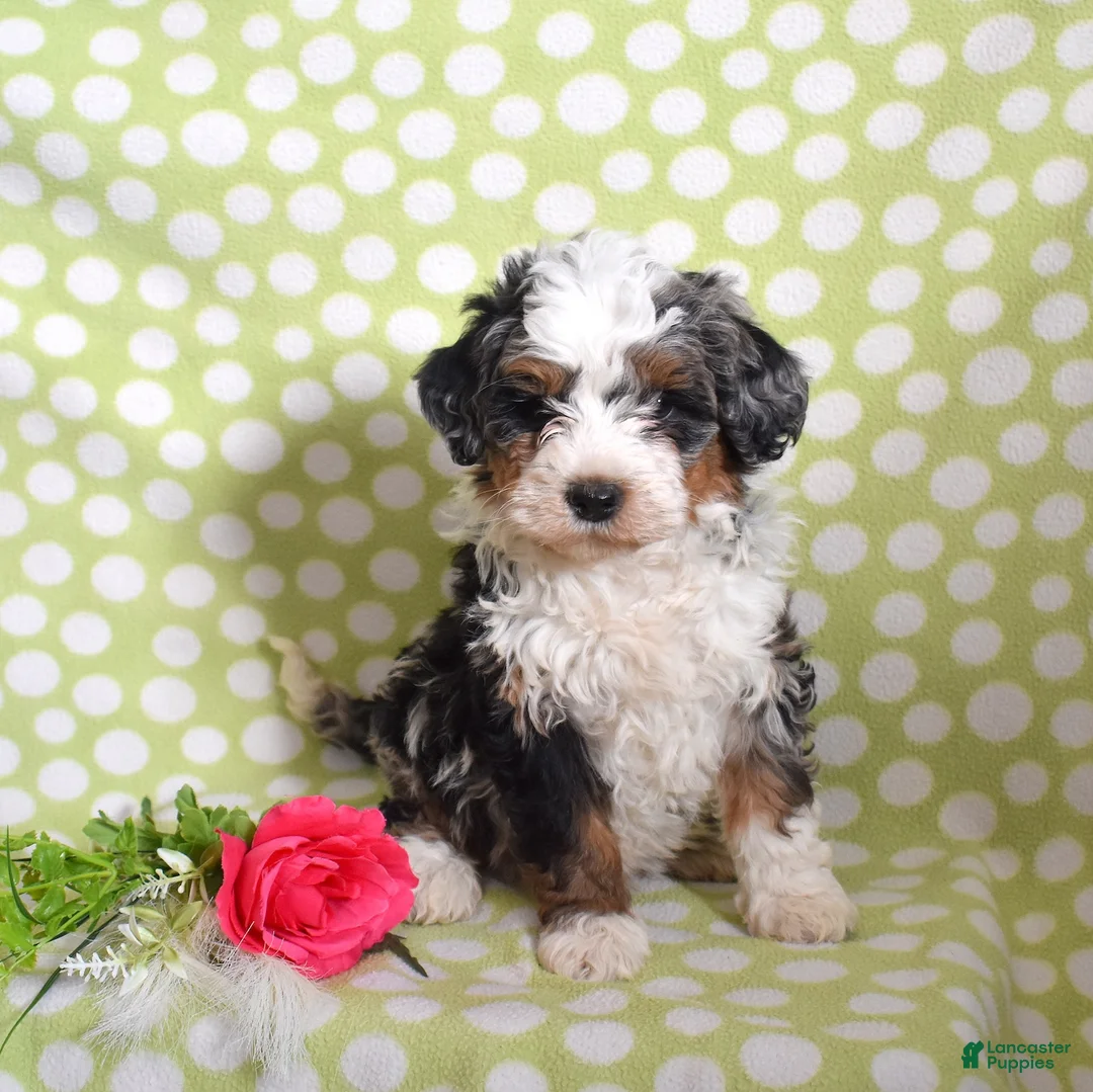 Bernedoodle dogs for sale: Gordon  - Ad 5