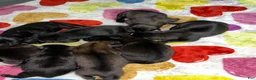 Belgian Malinois dogs for sale: Belgian Malinois Female - Ad 1