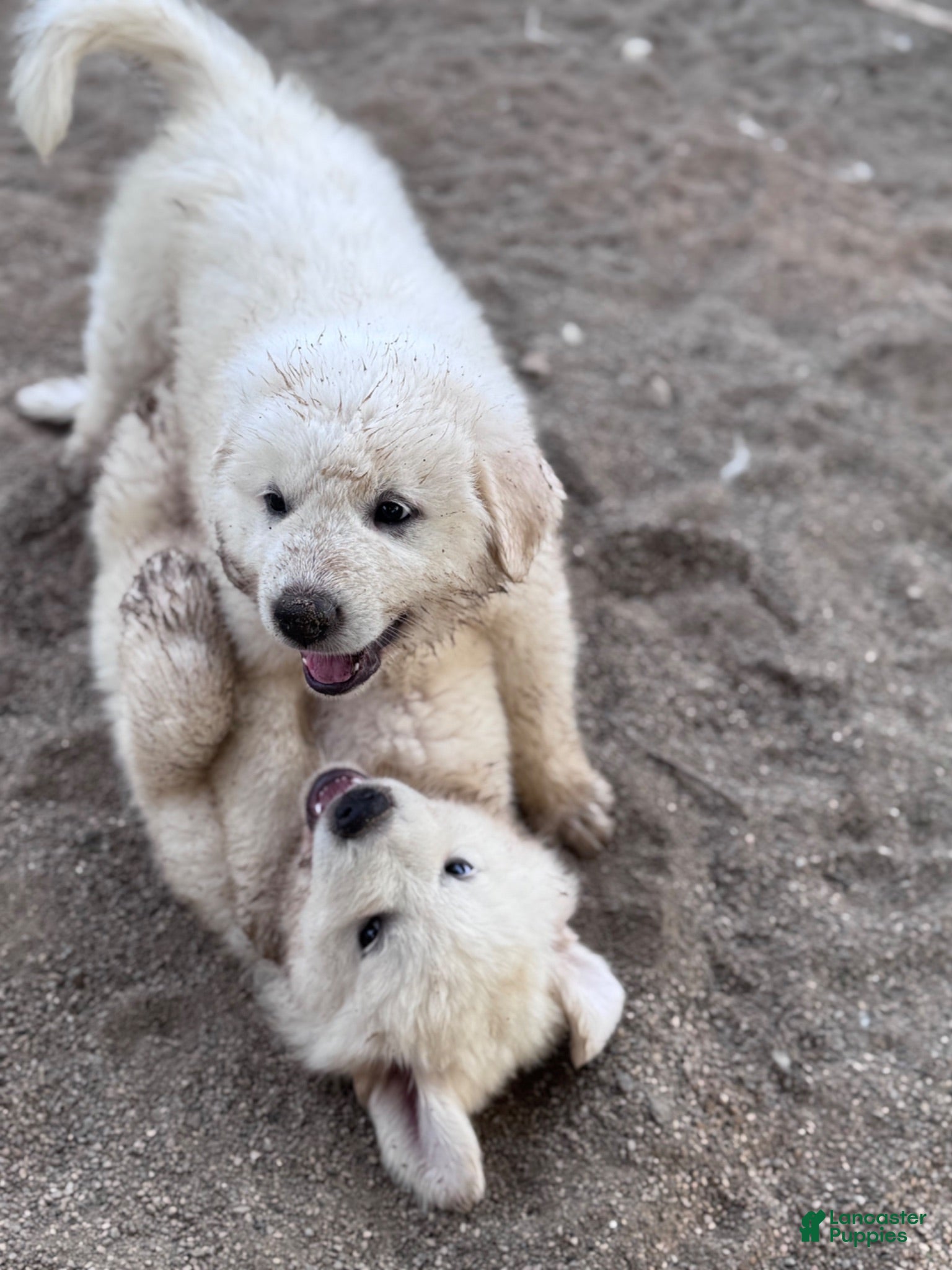Great Pyrenees dogs Great Pyrenees 7 - Ad 36