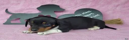 Miniature Dachshund dogs for sale: AKC Sofie *Delivery available* - Ad 5