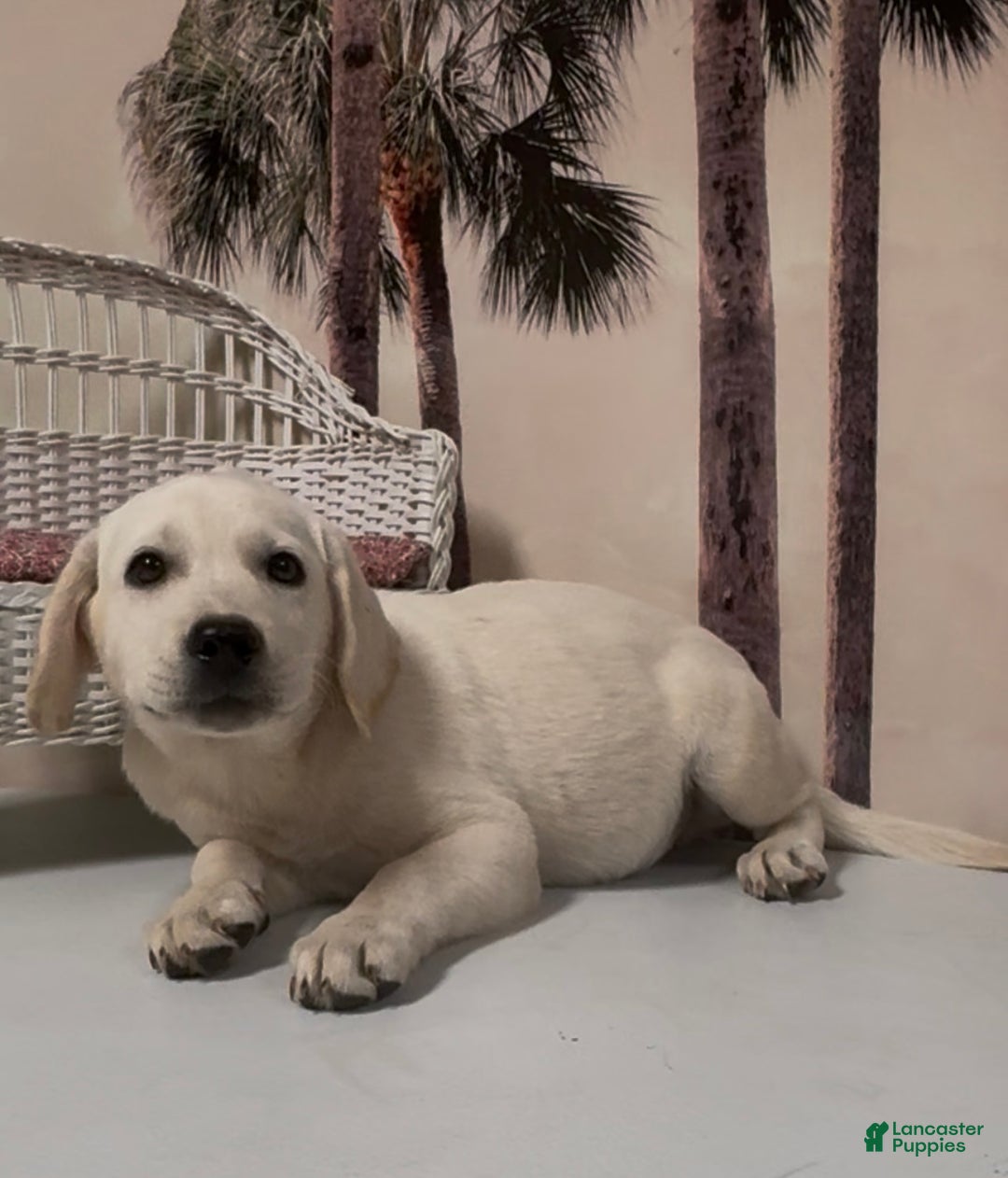 Labrador Retriever dogs for sale: Labrador Retriever Chester - Ad 70