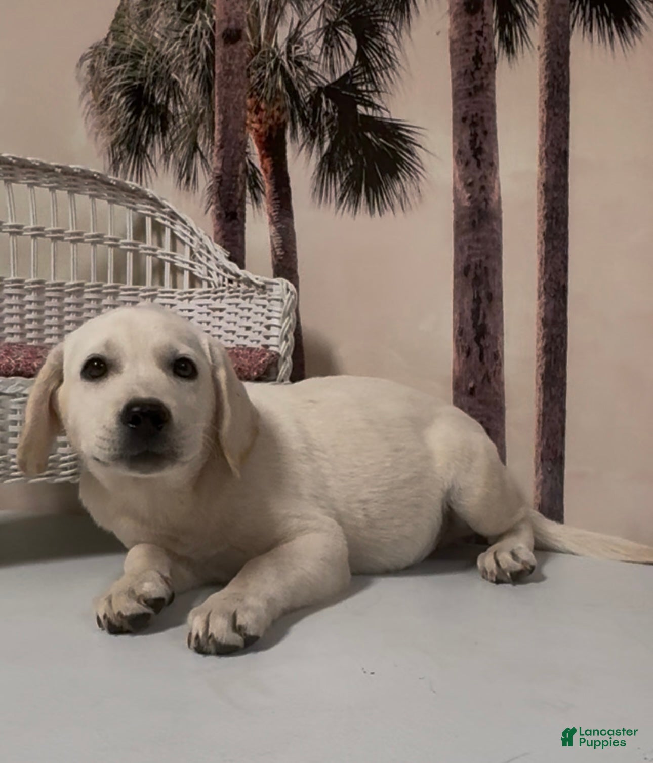 Labrador Retriever dogs for sale: Labrador Retriever Jackie - Ad 73