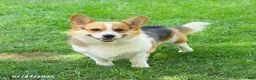 Welsh Corgi Pembroke dogs for sale: Bailey - Ad 7