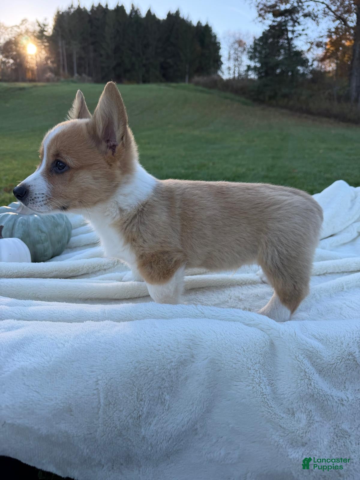 Welsh Corgi Pembroke dogs for sale: Larry - Ad 1