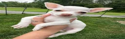 Chihuahua dogs for sale: Cloudy - Ad 1