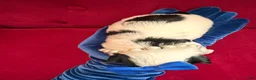 Morkie dogs for sale: Benz  - Ad 4