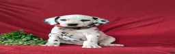 Dalmatian dogs for sale: Jules - Ad 3