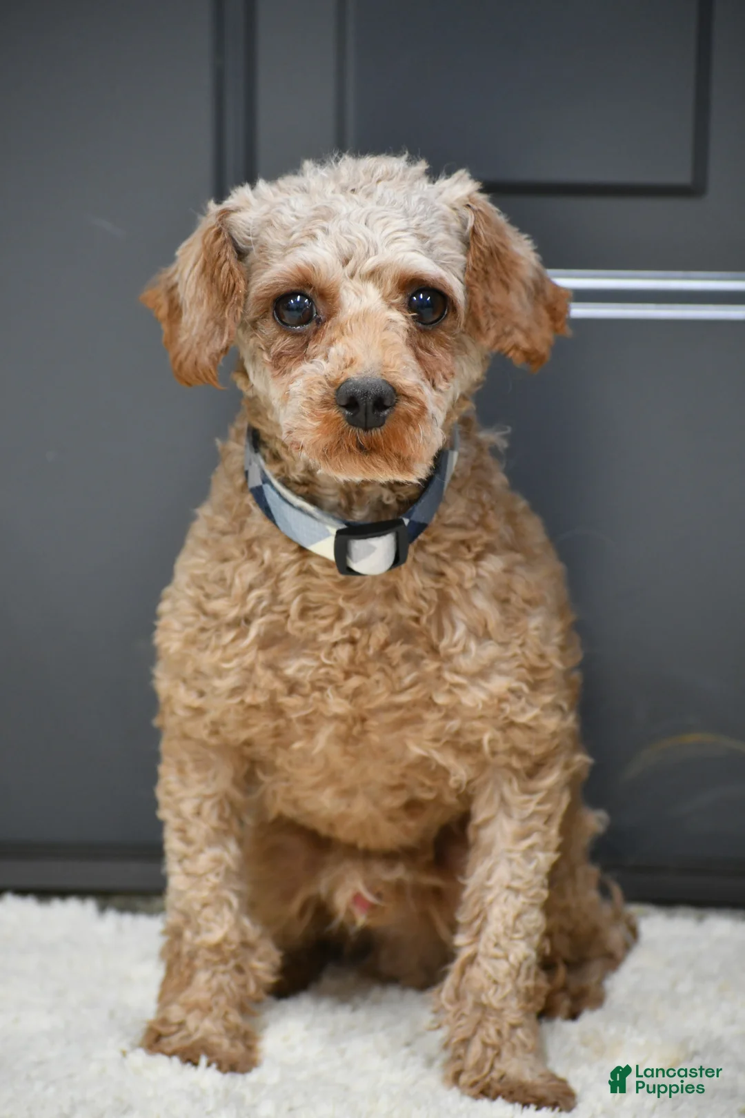 Cavapoo dogs for sale: Chester - Ad 9