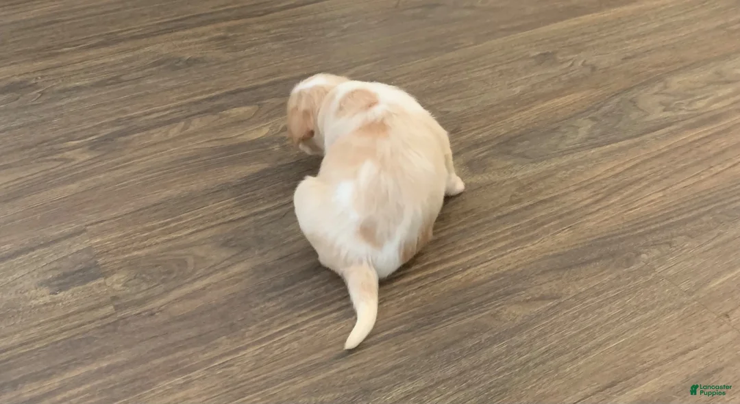 Mixed Breed dogs for sale: Cash - Ad 1