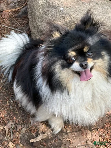 Gallery Image {{count}}