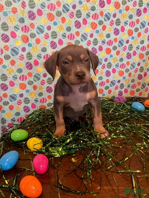 American Bully dogs American Bully Puppy 1 - Ad 17