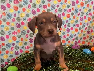 American Bully dogs American Bully Puppy 1 - Ad 33